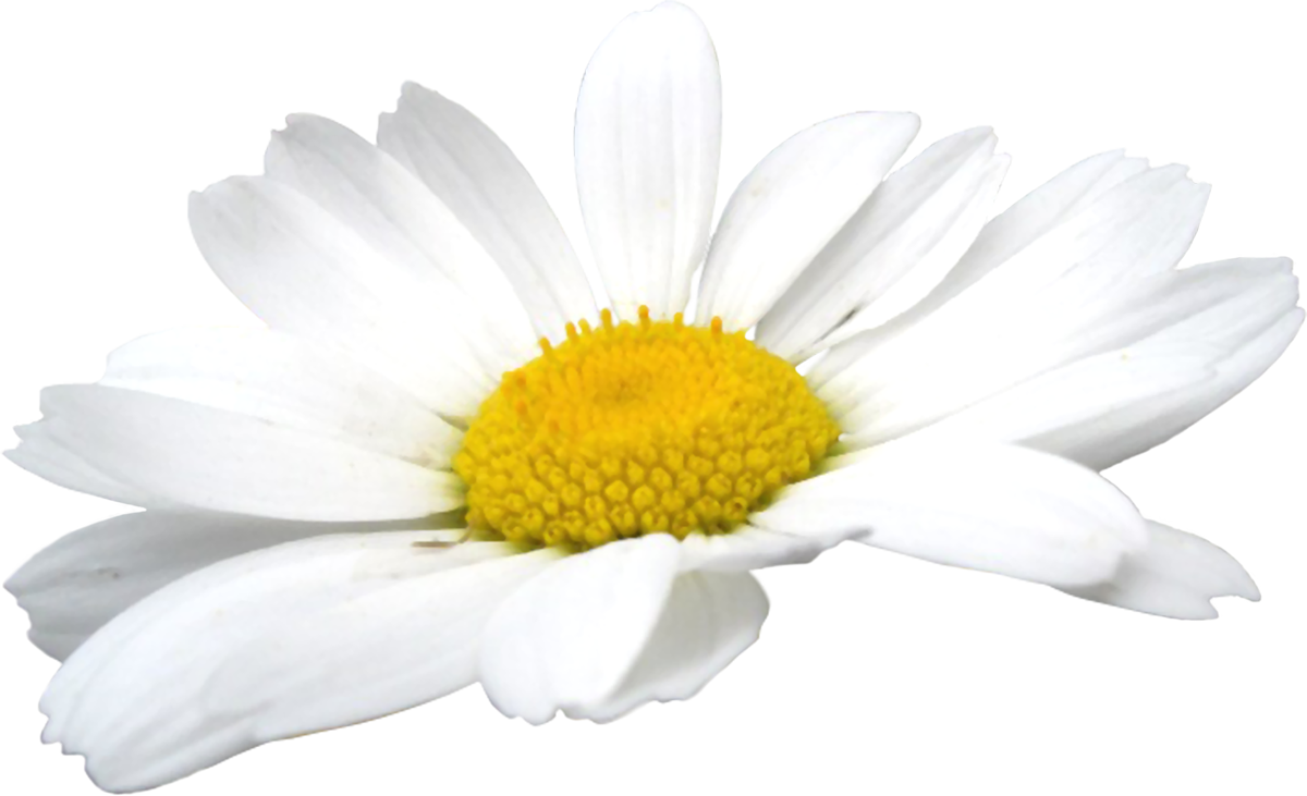 Download PNG image - Camomile Flowers PNG 