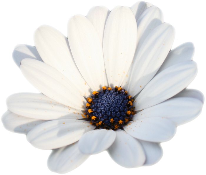 Download PNG image - Camomile PNG HD Photo 