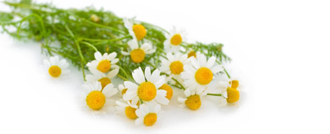 Download PNG image - Camomile PNG Transparent Photo 