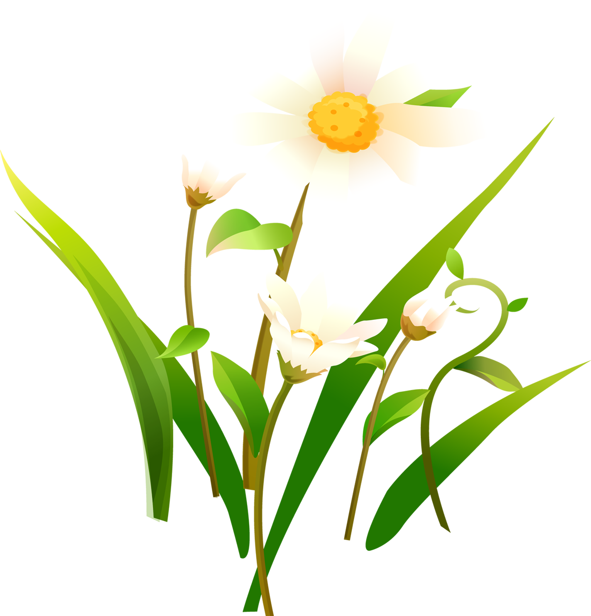 Download PNG image - Camomile PNG 