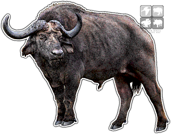 Download PNG image - Cape Buffalo PNG Clipart 