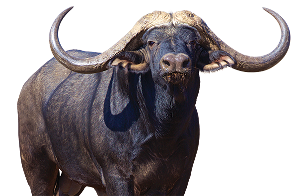 Download PNG image - Cape Buffalo PNG File 