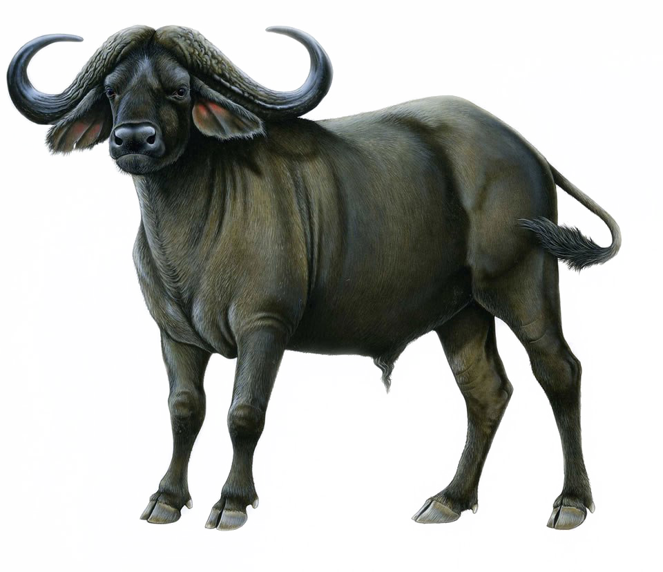 Download PNG image - Cape Buffalo PNG Image 