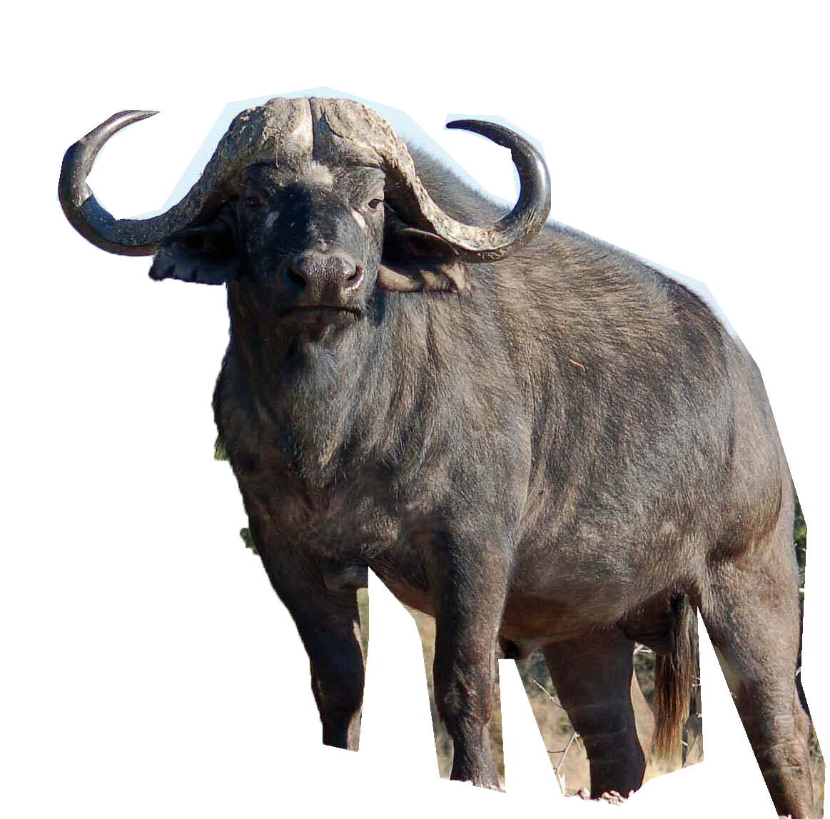 Download PNG image - Cape Buffalo PNG Photos 