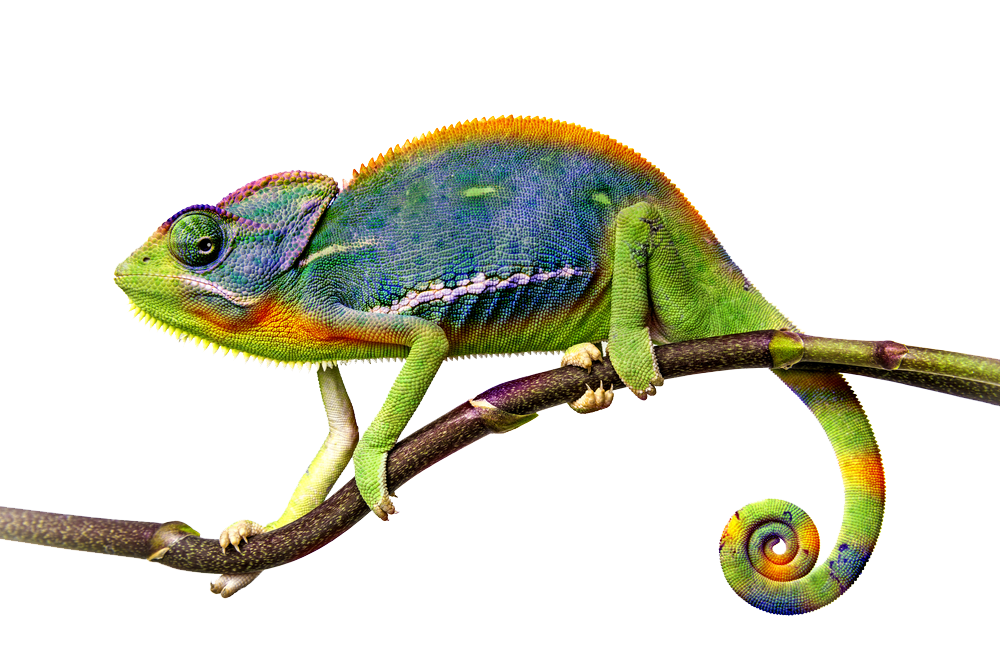Download PNG image - Chameleon PNG File 