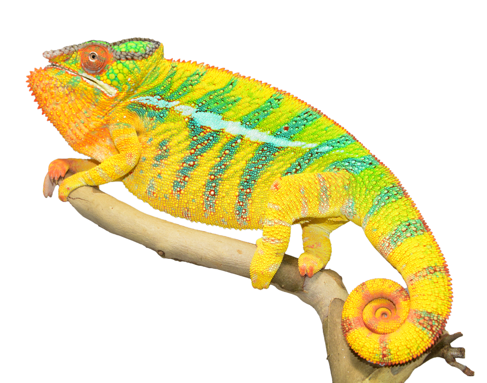 Download PNG image - Chameleon PNG Photos 