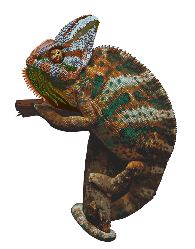 Download PNG image - Chameleon PNG Picture 