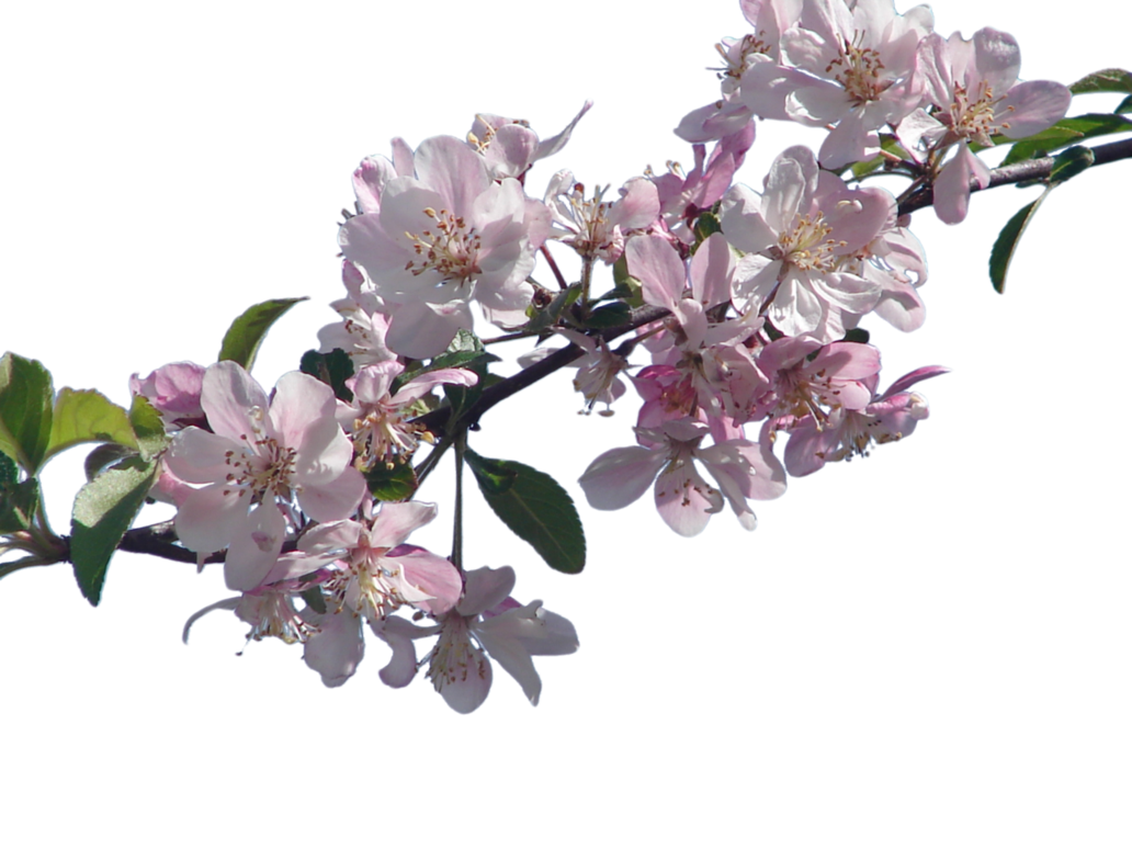 Download PNG image - Cherry Blossom PNG File 