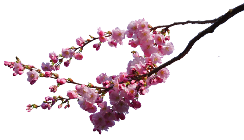 Download PNG image - Cherry Blossom PNG Image 