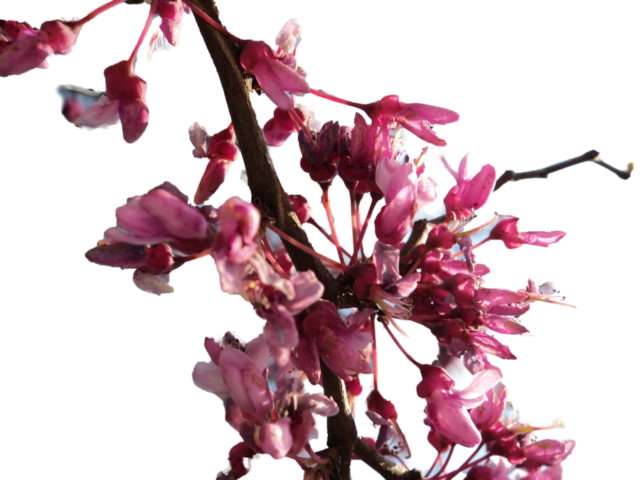 Download PNG image - Cherry Blossom PNG Transparent Image 
