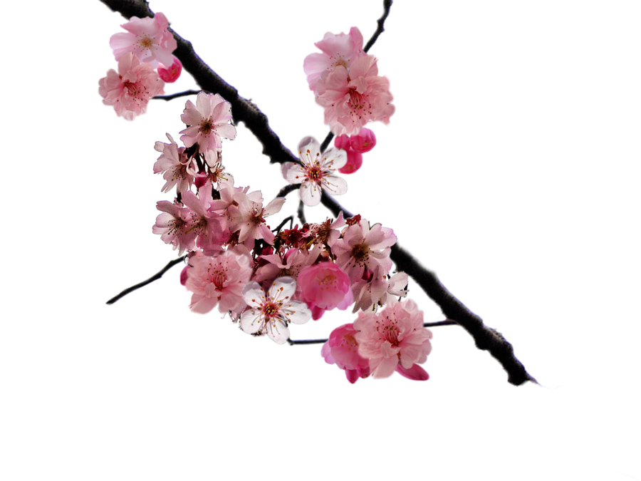Download PNG image - Cherry Blossom 