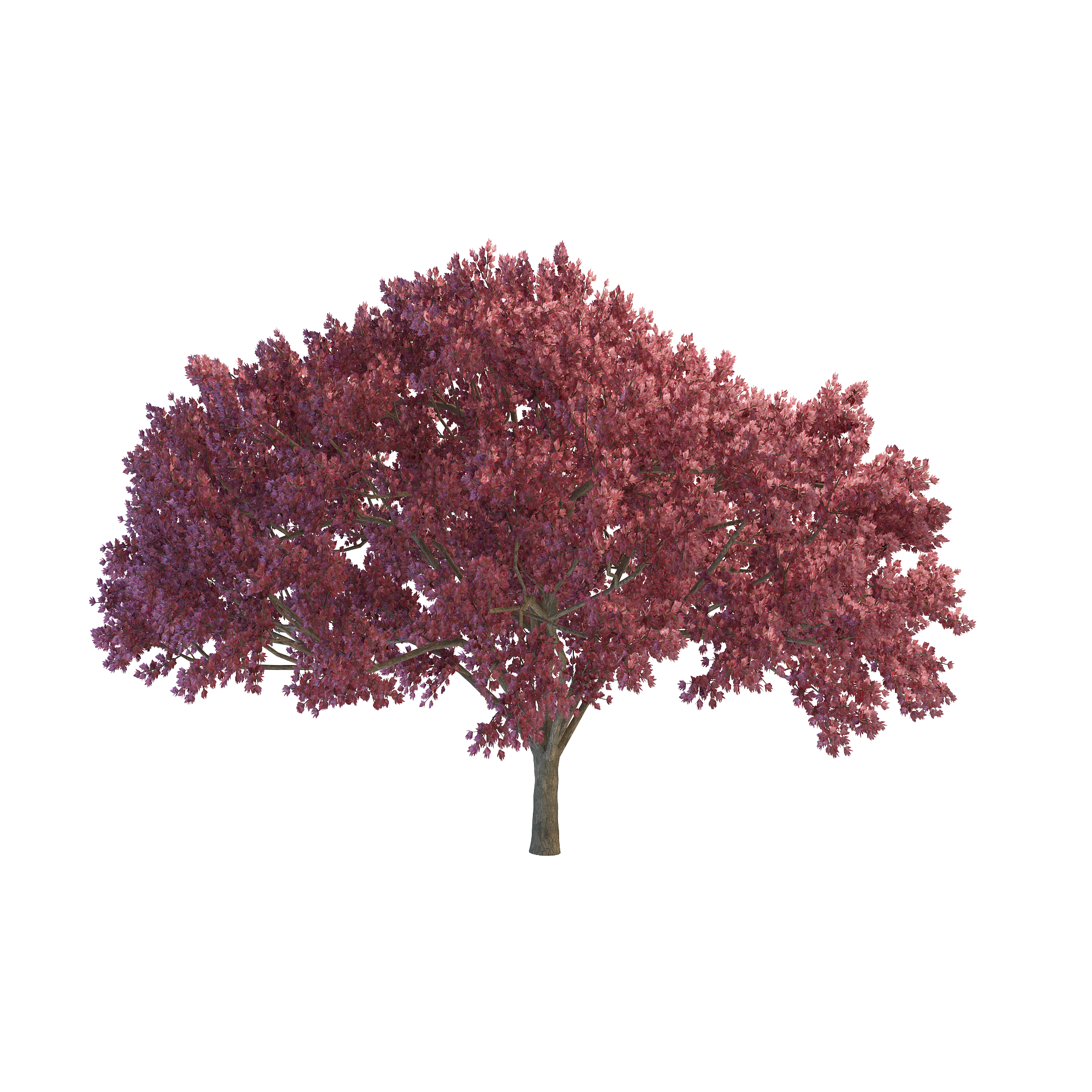 Download PNG image - Cherry Tree PNG File 