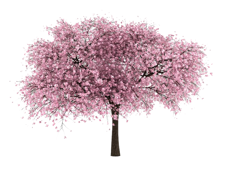 Download PNG image - Cherry Tree 