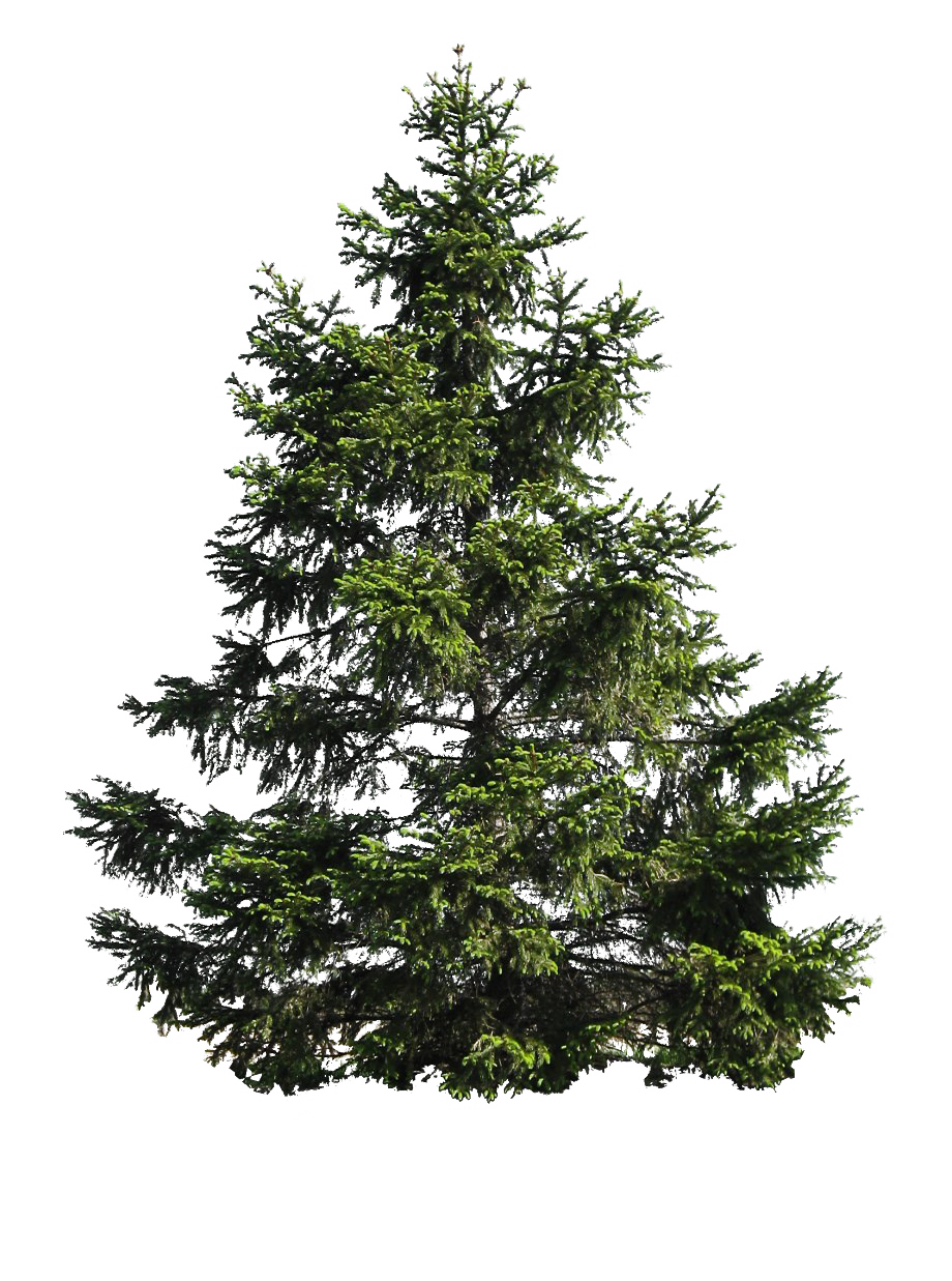Download PNG image - Christmas Pine Tree PNG Image 