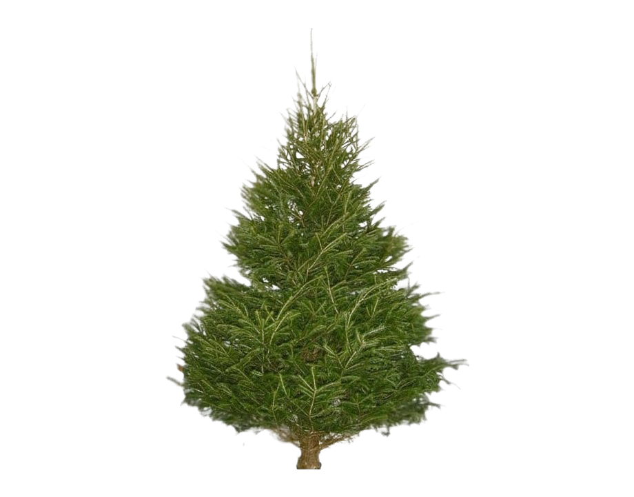 Download PNG image - Christmas Pine Tree PNG Transparent Image 