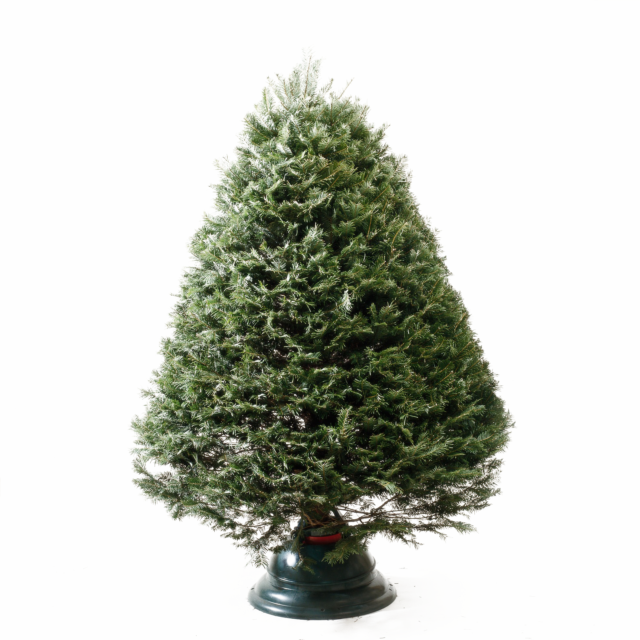 Download PNG image - Christmas Pine Tree PNG Transparent Picture 