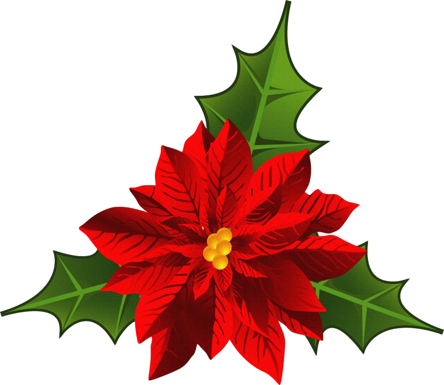 Download PNG image - Christmas Poinsettia PNG HD 
