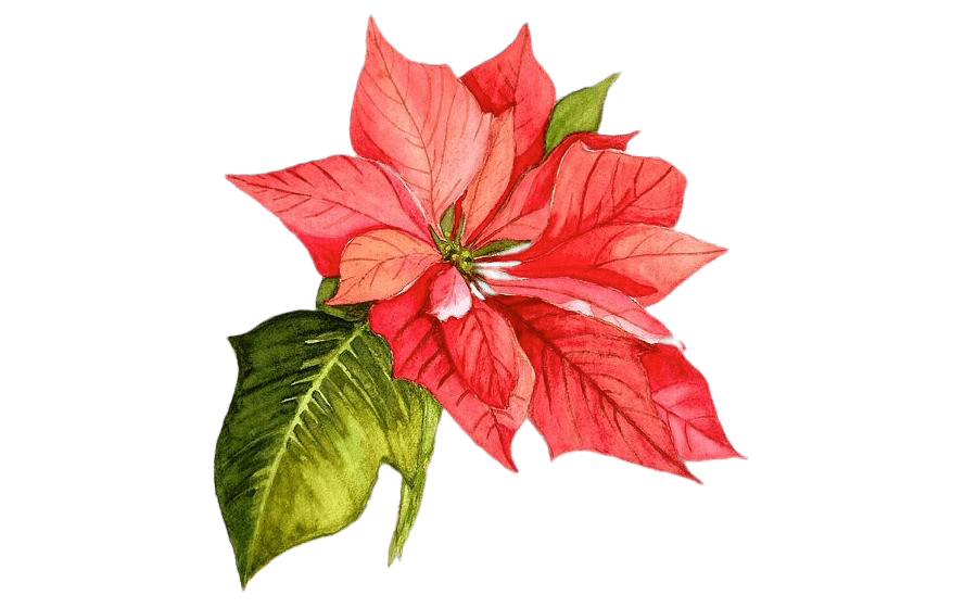 Download PNG image - Christmas Poinsettia PNG Picture 