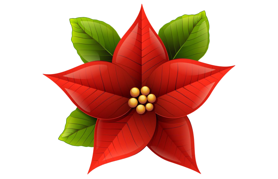 Download PNG image - Christmas Poinsettia Transparent Background 