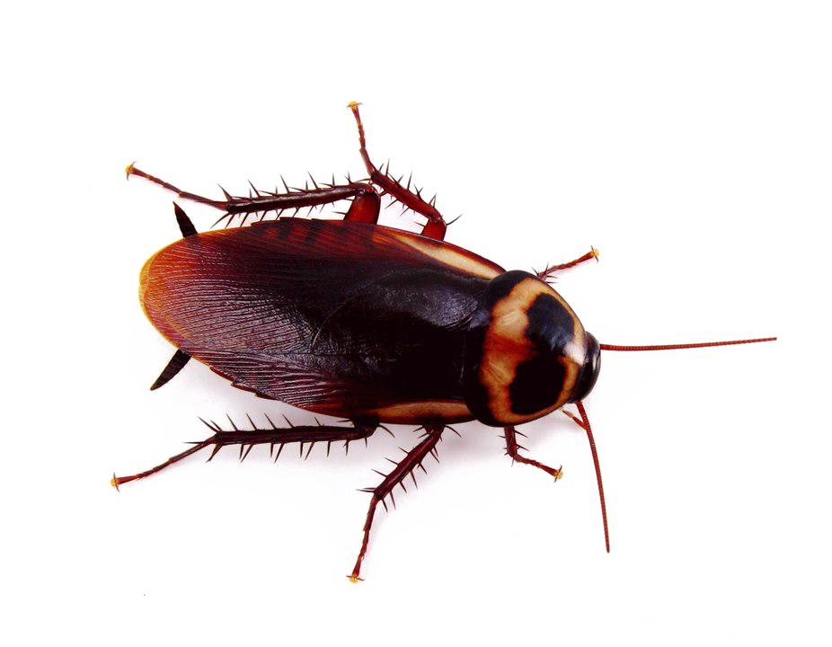 Download PNG image - Cockroach PNG Background 