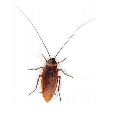 Download PNG image - Cockroach PNG Download Image 