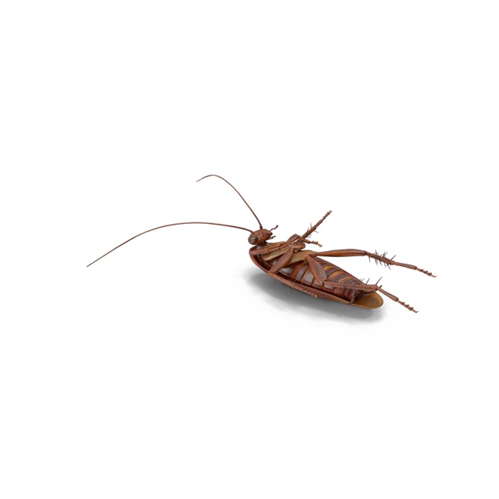 Download PNG image - Cockroach PNG File Download Free 