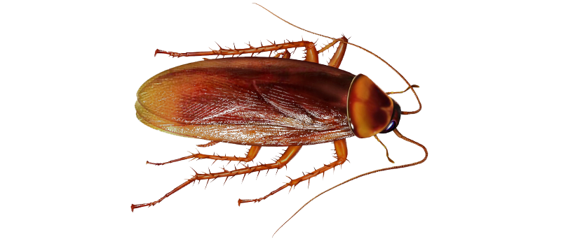 Download PNG image - Cockroach PNG File 