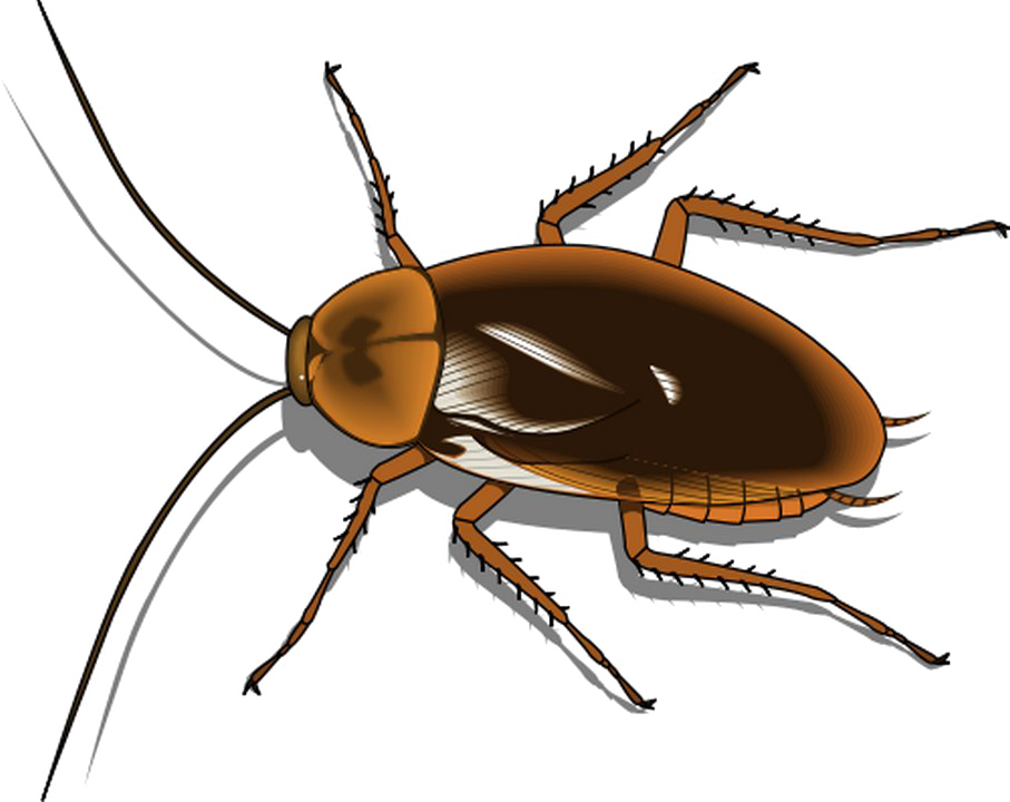 Download PNG image - Cockroach PNG Free Image 