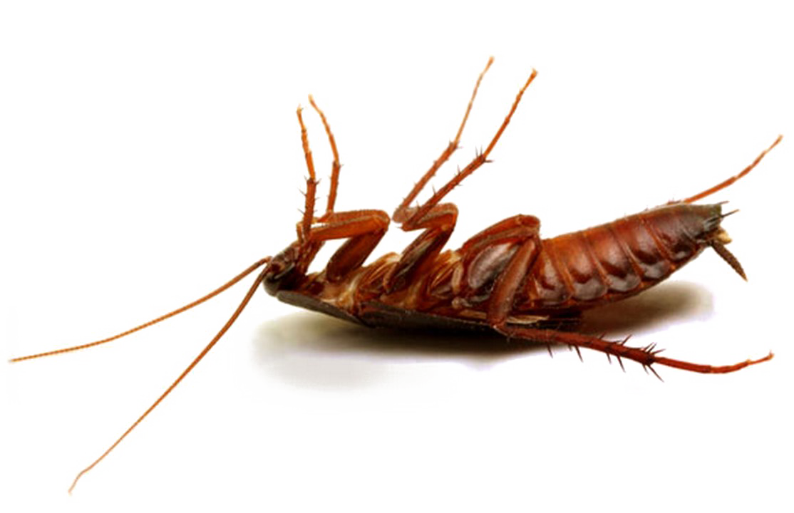 Download PNG image - Cockroach PNG HD Photo 