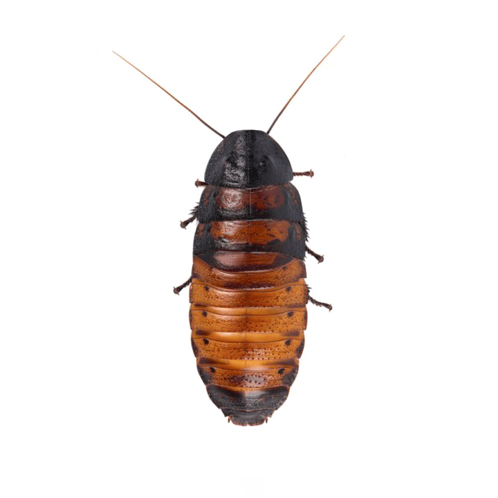 Download PNG image - Cockroach PNG HD Quality 