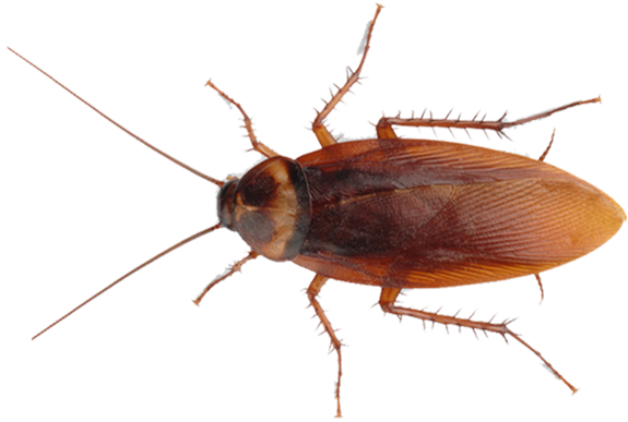 Download PNG image - Cockroach PNG Image Free Download 