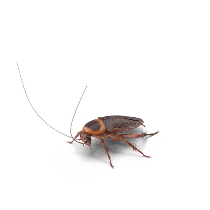 Download PNG image - Cockroach PNG Image HD 