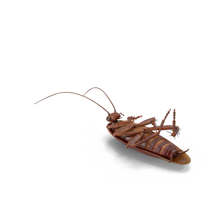 Download PNG image - Cockroach PNG No Background 