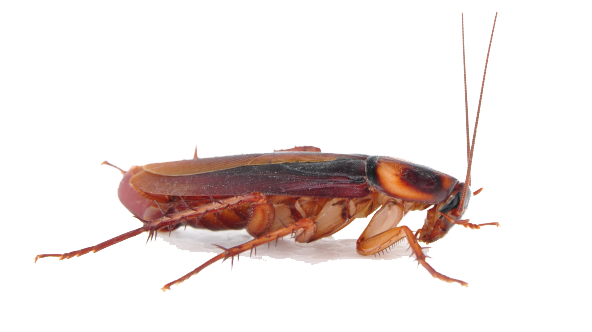 Download PNG image - Cockroach PNG Transparent Image 