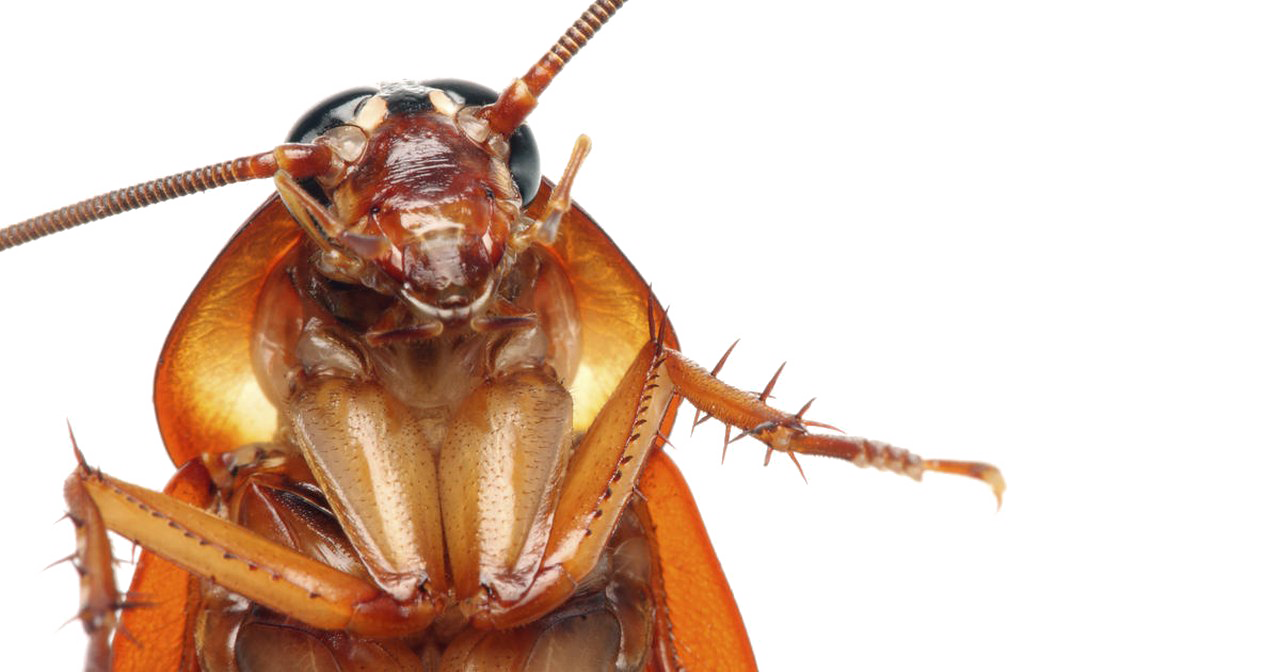 Download PNG image - Cockroach PNG Transparent Images 