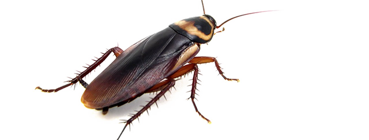 Download PNG image - Cockroach PNG Transparent Photo 