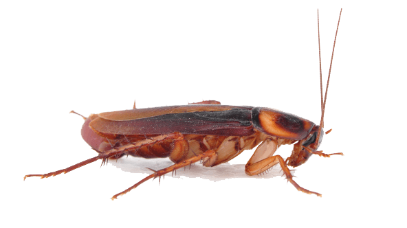 Download PNG image - Cockroach PNG Transparent 