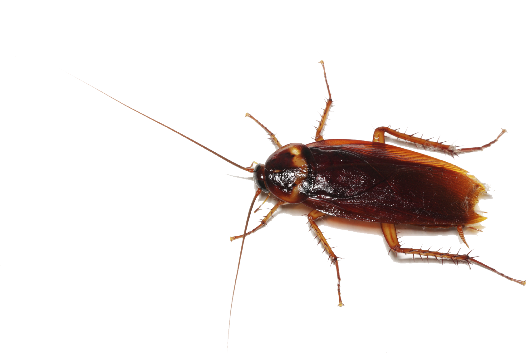 Download PNG image - Cockroach Transparent PNG 