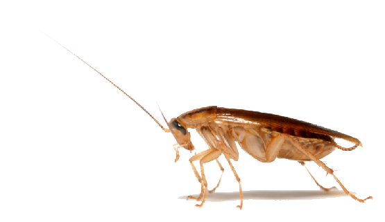 Download PNG image - Cockroach 