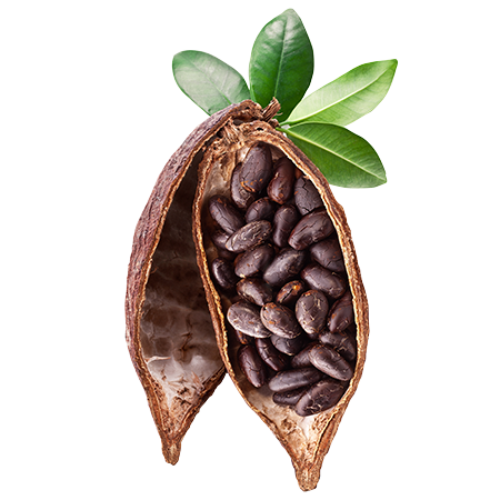 Download PNG image - Cocoa Beans PNG Photos 