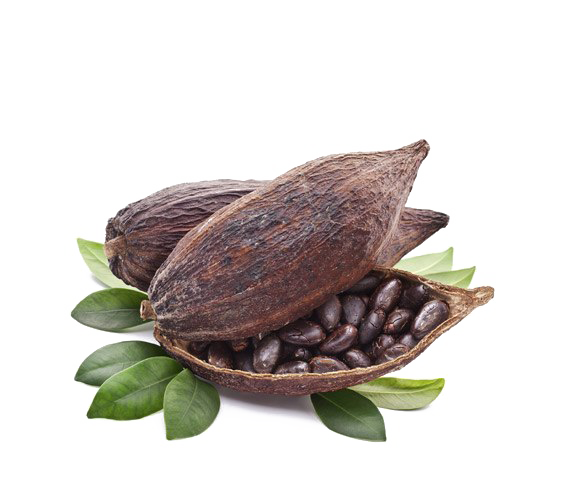 Download PNG image - Cocoa Beans Transparent PNG 