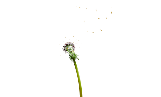 Download PNG image - Colored Dandelion PNG Pic 