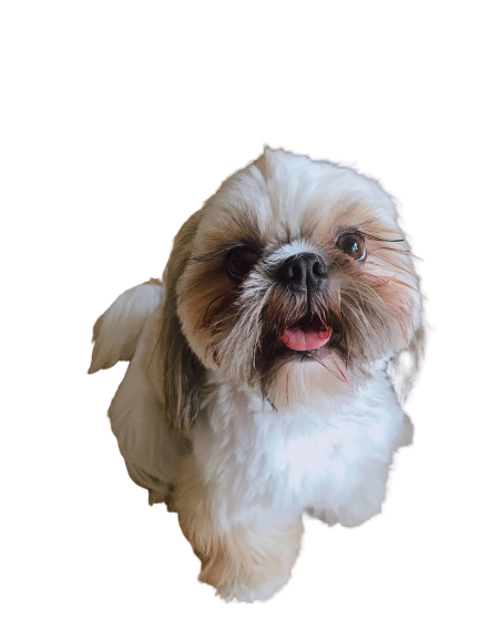 Download PNG image - Companion Dog PNG 