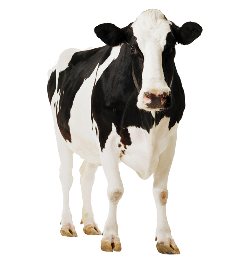 Download PNG image - Cow PNG Clipart 