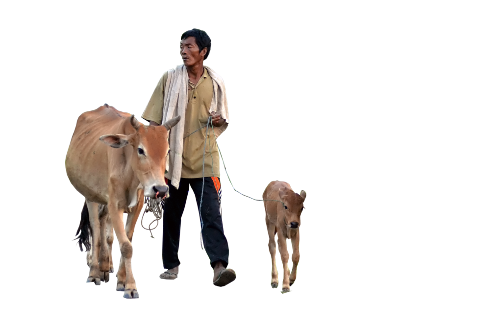 Download PNG image - Cow PNG Image 