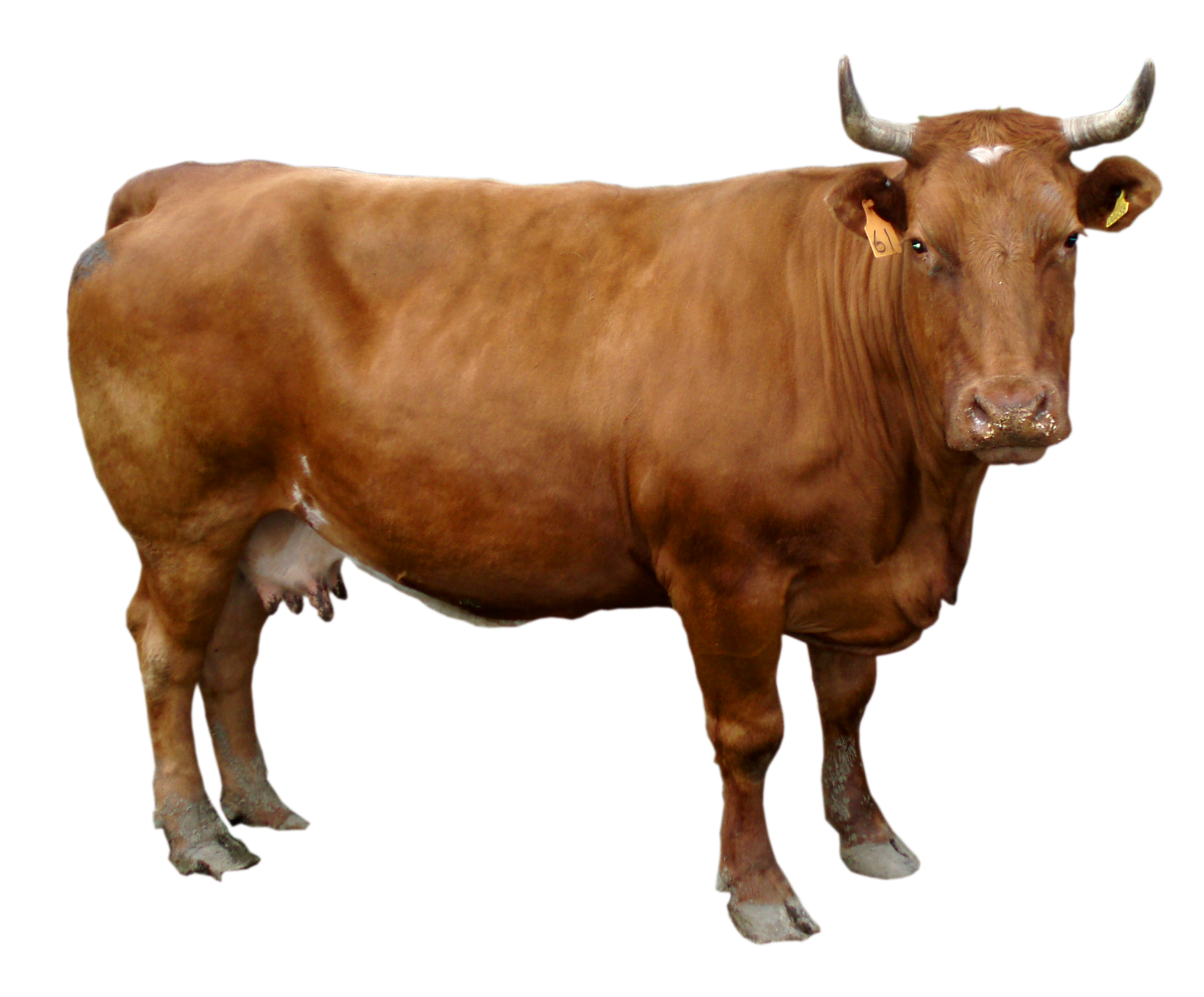 Download PNG image - Cow Transparent PNG 
