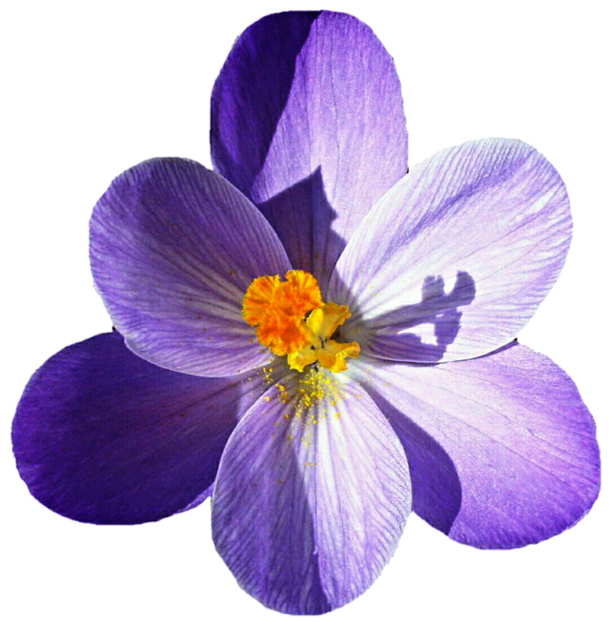 Download PNG image - Crocus PNG Picture 