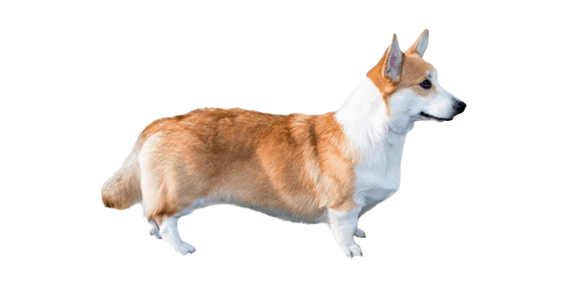 Download PNG image - Cute Corgi Dog PNG File 