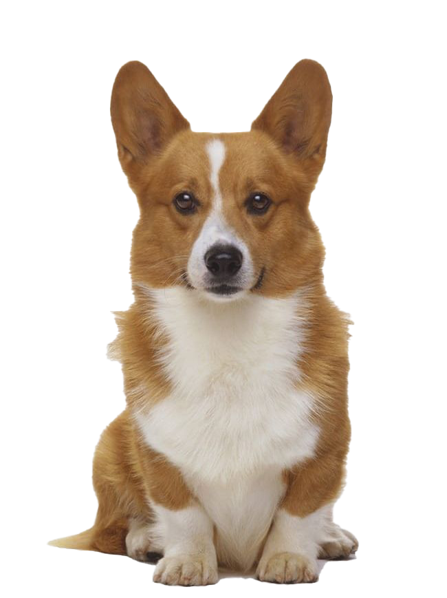 Download PNG image - Cute Corgi Dog PNG Transparent Image 