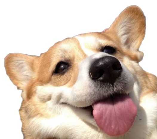 Download PNG image - Cute Corgi Dog Transparent Background 